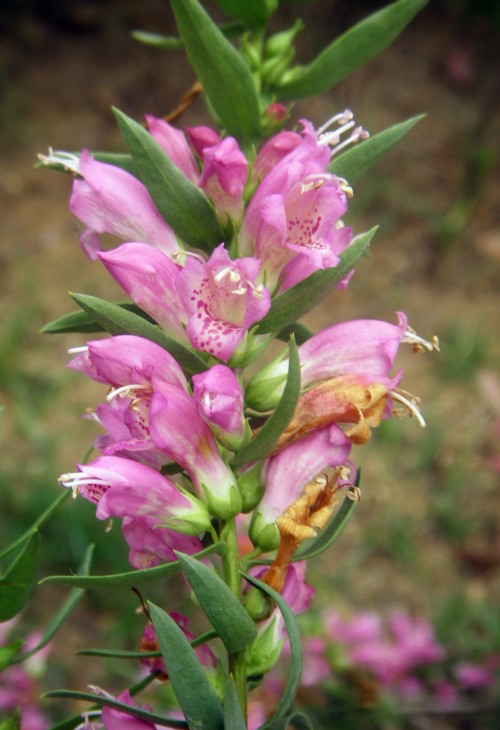 Eremophila laanii 5847279581_3cb6d4e410_o