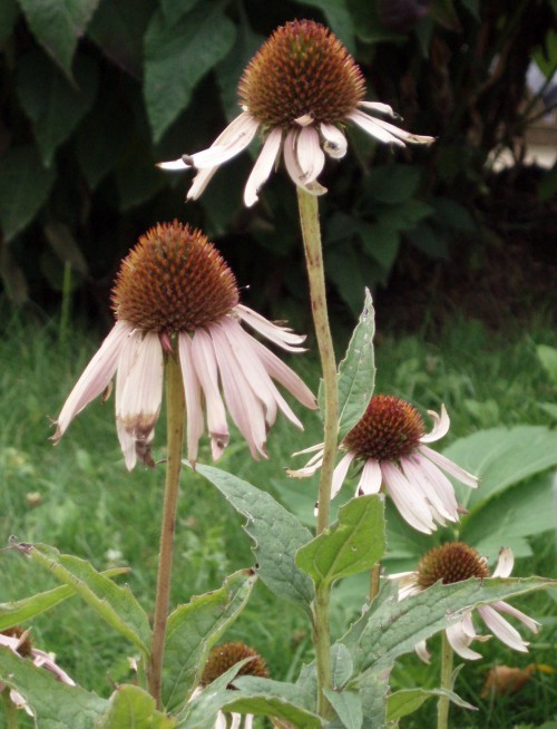 Echinacea purpurea 5914041065_4ff7a4081a_o