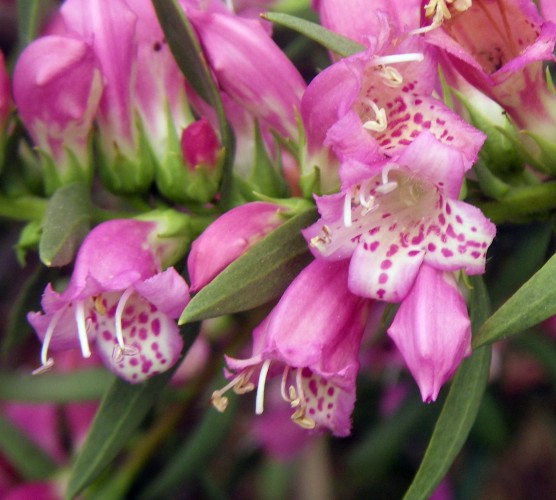 Eremophila laanii 5847838360_2e57f31bbe_o