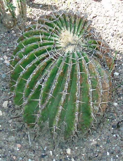 Echinocactus platyacanthus 5518902795_28c7b63cc0_o