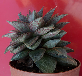 Echeveria purpusorum et hybrides 9334301021_f65f90ea70_n