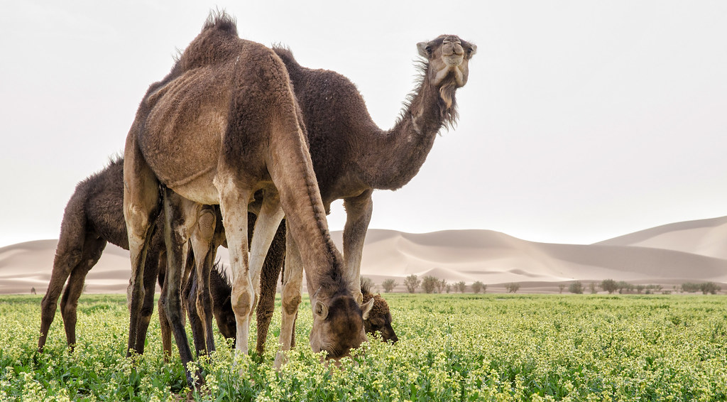 مغرب الامة ......جنة على الارض*متجدد باذن الله* - صفحة 3 8781062900_6f99ecb3c3_b