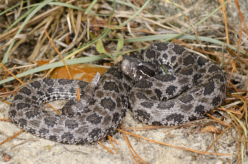 A week and a half of solid Florida herping...  7233452540_e7686694fa_c