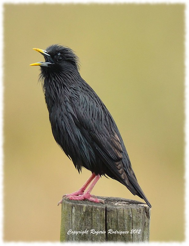 Sturnus unicolor (Spotless Starling)Estorninho Preto