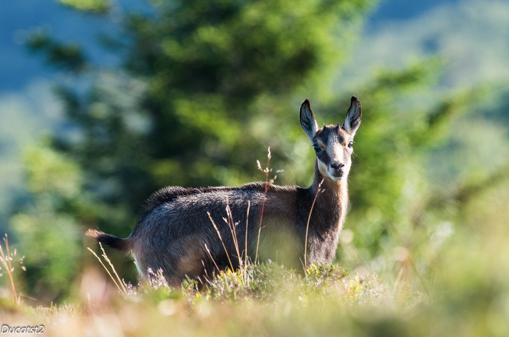 Les chamois du matin (Pentax K5IIs ) 9517134378_e447f96e70_b