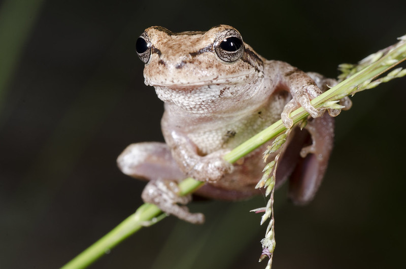 A week and a half of solid Florida herping...  7233446102_6b09695a80_c