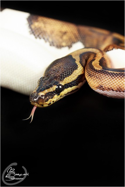 Python regius (piebald) 9650999773_7b1307ba41_z