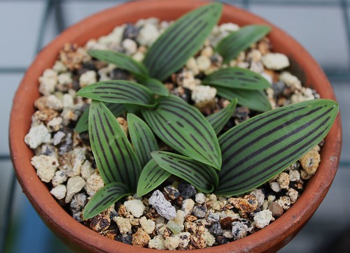 ledebouria cooperi