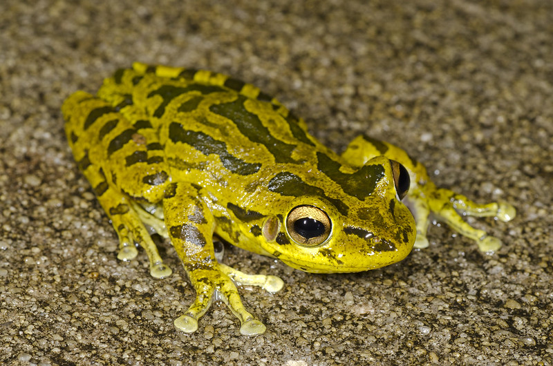 A week and a half of solid Florida herping...  7233440494_1cb8deb972_c