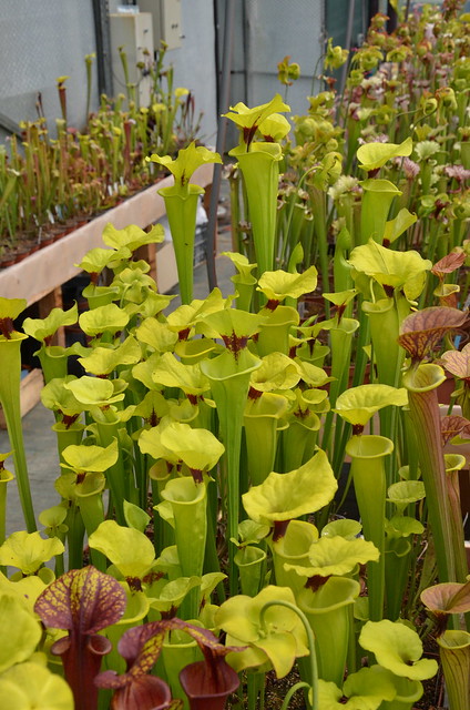 Sarracenia... 8978881212_137077e750_z