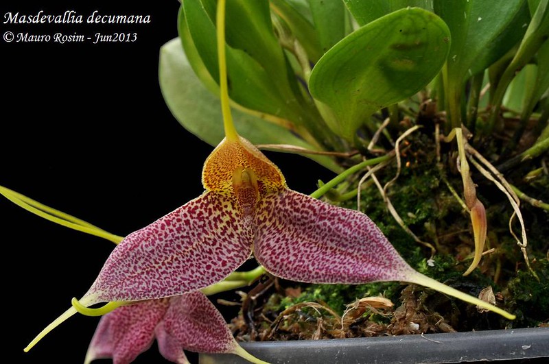 Masdevallia decumana 9027977275_93a2834fa6_c