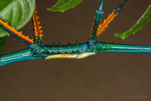 Achrioptera fallax - bright blue phasmids 8913053380_10ddc32e45_z