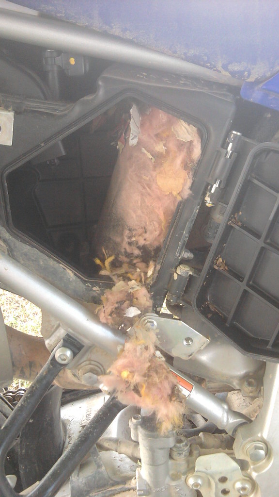 Had a stow-away in the airbox.. 9285608241_59c5ca51be_b