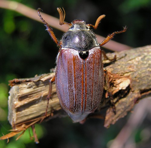 Melolontha melolontha - Hanneton commun - The Cockchafer or May bug - 26/05/13