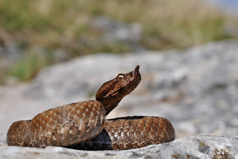 Herping in Carinthia, Austria... Update 2013 ;) 9709727423_8d2c4414c1_c