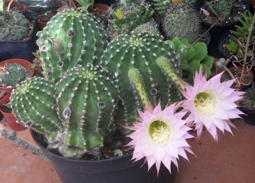 Echinopsis oxygona 7096737935_f153107618_o