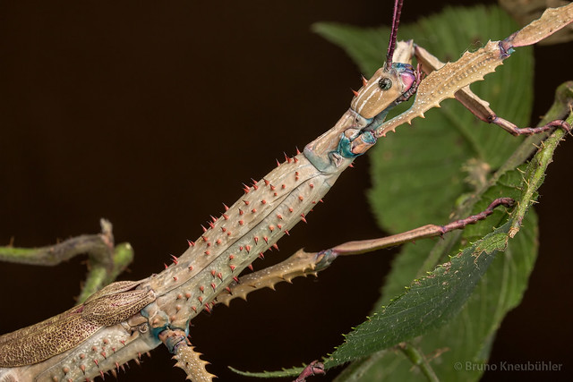 Achrioptera fallax - bright blue phasmids 8913058228_c6e5282e36_z