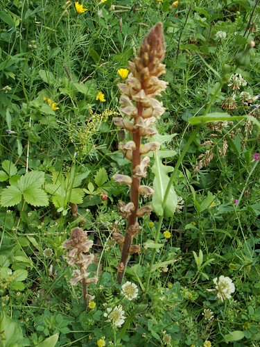 Orobanche