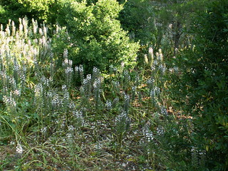 Acanthus mollis