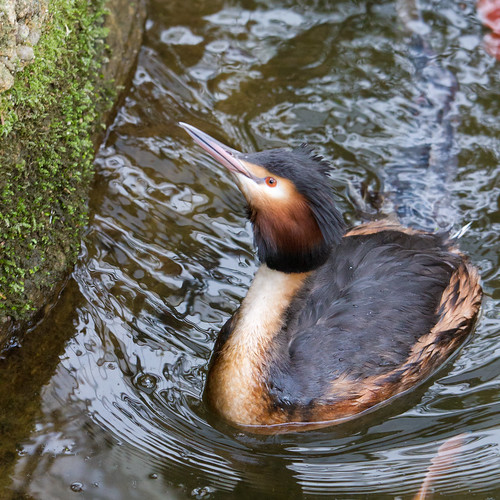 Visite à Pairidaiza 7067613541_994656d765