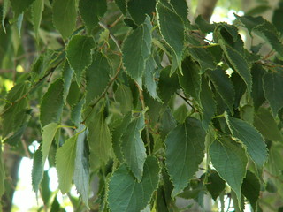 Celtis australis