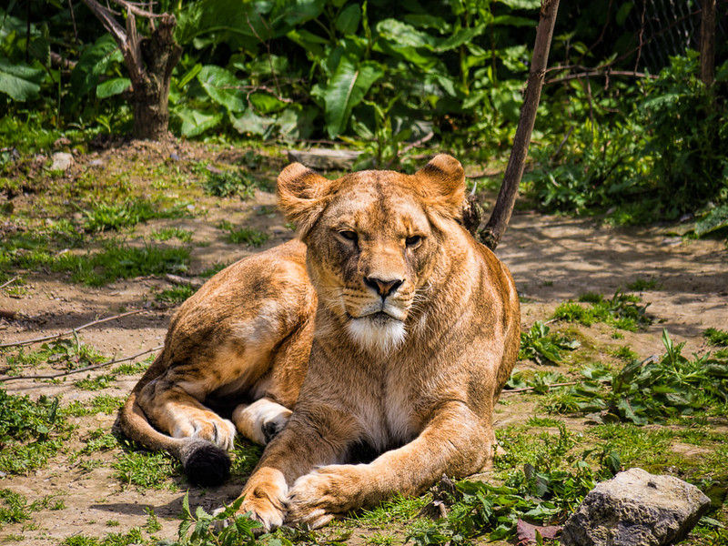 Chats à caliner 9013176853_f1d65088f9_c