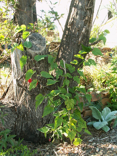 Abutilon megapotanicum
