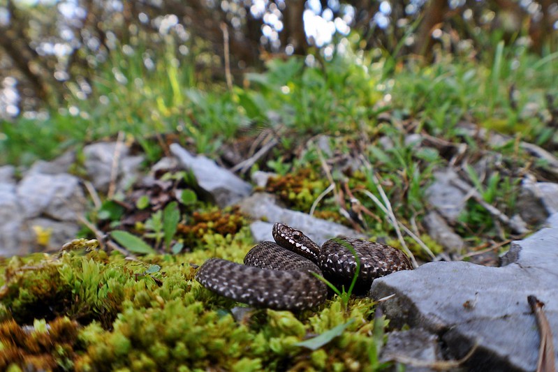 Vipera berus berus in Austria ... 2013 Update ;) - Page 2 9084502961_e70008218b_c