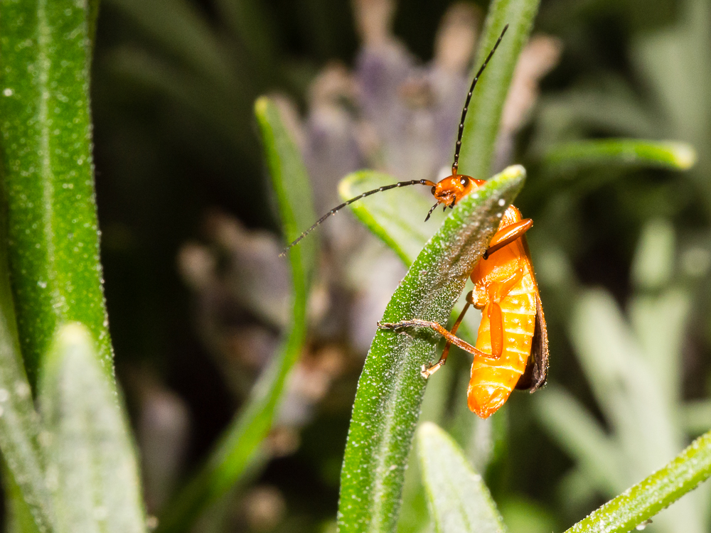 Promenade macro dans le jardin 9400838185_a6797e83b2_o