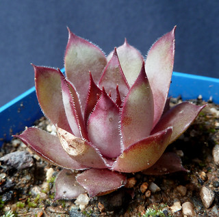 Quelques considrations sur les Sempervivum - Page 2 8898442047_5bdb9fce9a_n