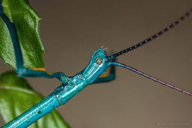 Achrioptera fallax - bright blue phasmids 8913056846_c5f1eec259_z