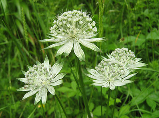 Astrantia major - grande astrance 9317982002_55453c41ba_n