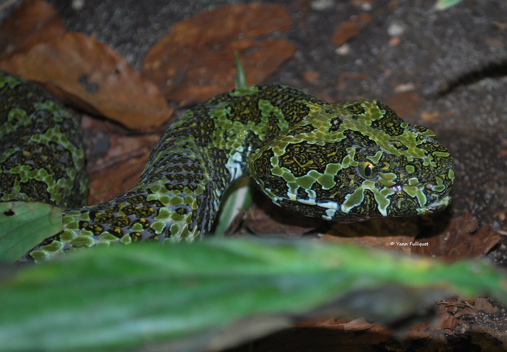 Protobothrops mangshanensis : Vivarium de Lausanne Suisse 8952524590_1761454e87_b