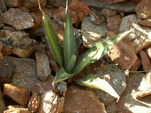 Agave lophanta