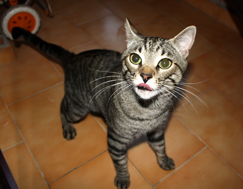 Maxi, gato atigrado pardo nacido en Dic´10 esterilizado y sano, activo y mimosón, en adopción. Valencia. ADOPTADO. 9280515068_a70929f948