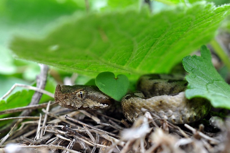 Herping in Carinthia, Austria... Update 2013 ;) 9709738735_ed7f792051_c