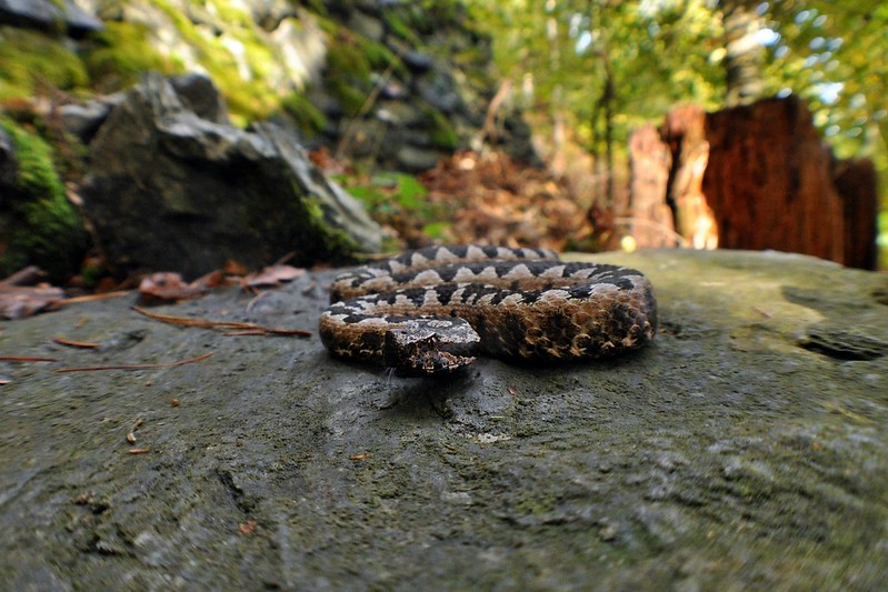 Herping in Carinthia, Austria... Update 2013 ;) 10265544204_f84b95be2b_c