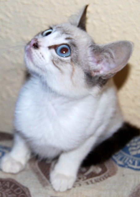 Alaska, gata cruce Ragdoll muy tímida y dulce, nacida en Julio´13 en adopción. Valencia. ADOPTADA. 10368521633_cda9c67eb1_z