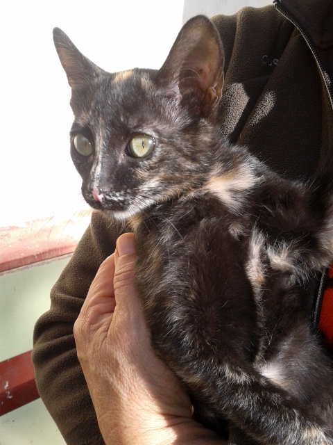 Carina, preciosa gatita carey criada a biberón, nacida en Septiembre´13 busca hogar. Valencia. ADOPTADA. 11197387315_016fa0df7b_z