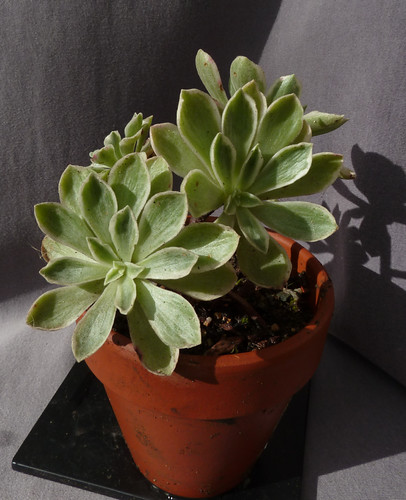 Aeonium 'Ballerina' 10739291285_44e0c67f55