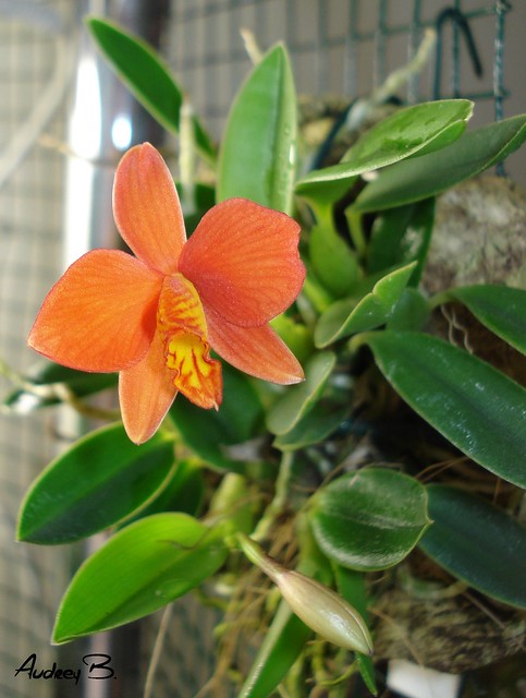 Cattleya (Sophronitis) mantiqueirae 11604383964_f35b3553f2_z