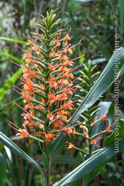 Mi-aout : le temps des Hedychium 9702523644_286e9f32a1_z