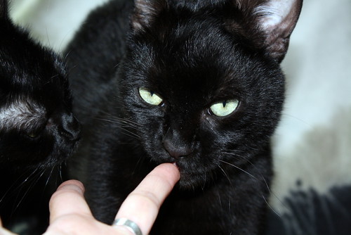 Jazz, gatito pantera negra nacido en Abril´13, en adopción solidaria especial. Valencia. ADOPTADO. - Página 2 11610695366_76ff2d3bda