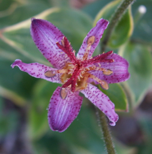 Tricyrtis formosana 'Gilt Edge'