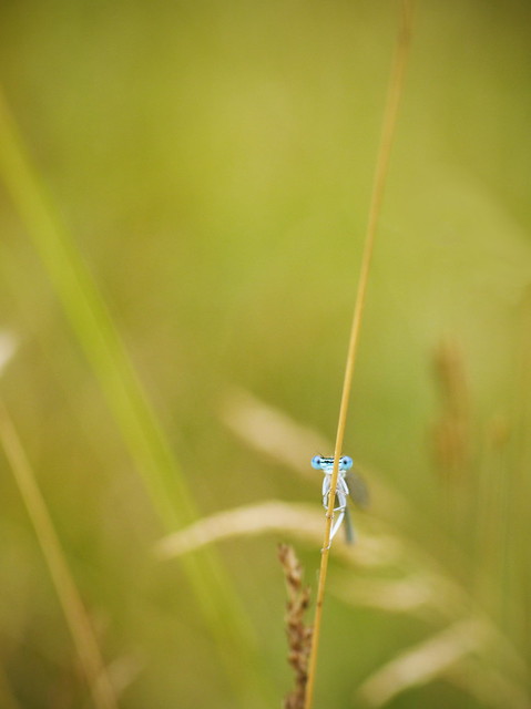 Un petit bleu 9213976371_a2d234d2d8_z