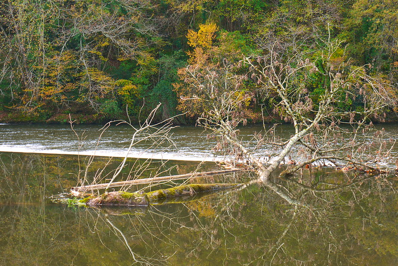 L'arbre au fil de l'Isle + ajout et re 10904070423_f87ed8af0c_c