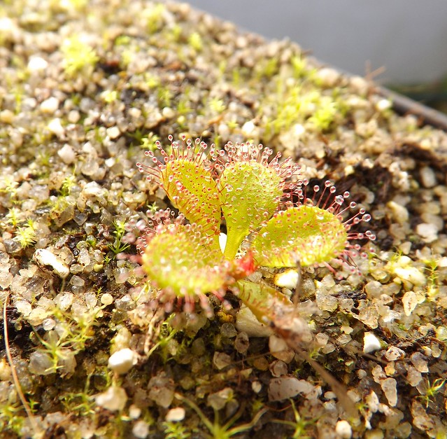 Les drosera tubereux  11276853856_4007fbde37_z