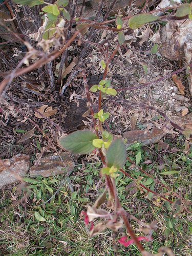 Salvia elegans