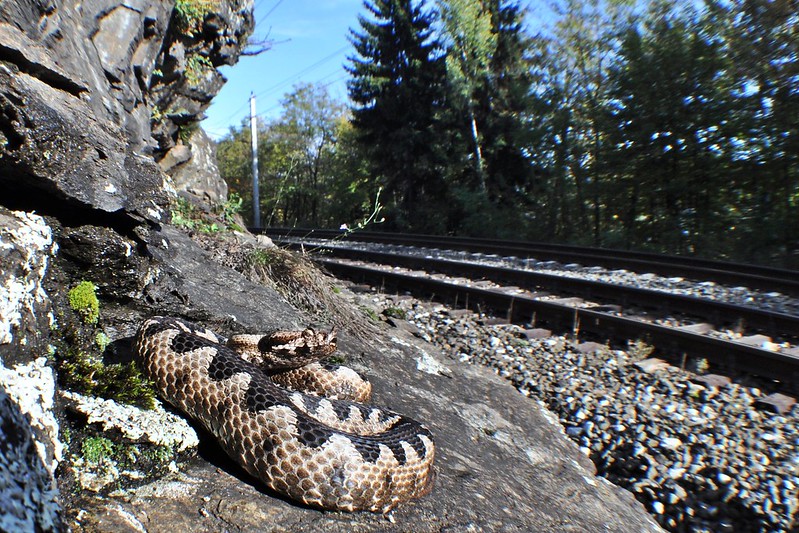 Herping in Carinthia, Austria... Update 2013 ;) 10274653866_5cdd6990c4_c