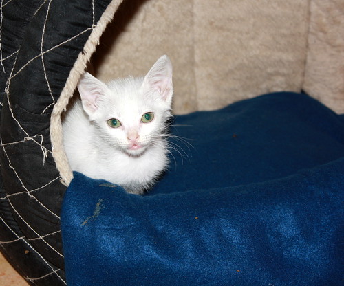 Boris, gatito blanco con gran lunar pardo de ojazos verdes, nacido en Agosto´13 necesita hogar. Valencia. ADOPTADO. 10295751676_11db036460